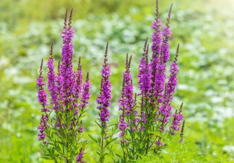 Purple Perennial Flowers