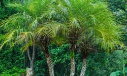 32 Outdoor Palm Plants for Your Garden (with Pictures)