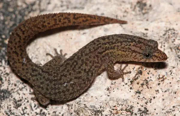 Geckos in Florida