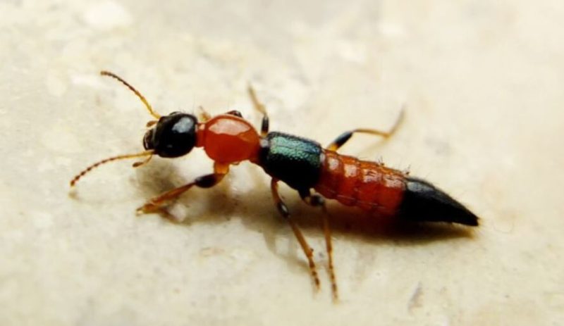 Bugs That Look Like Cockroaches