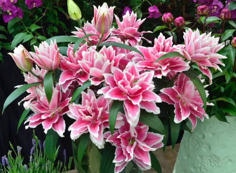 30 Pink and White Flowers for Your Garden (With Pictures)