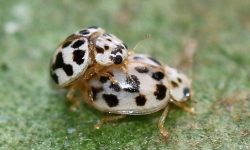 10 Black and White LadyBug Species (Pictures and Identification)