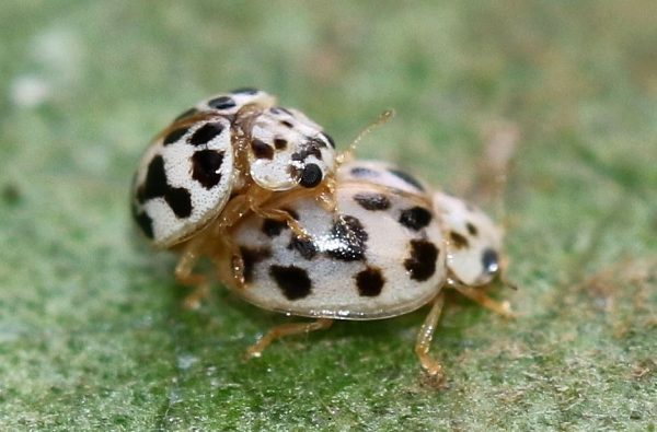 Black and White LadyBug