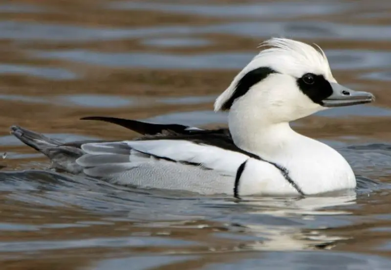 Black and White Duck Breeds