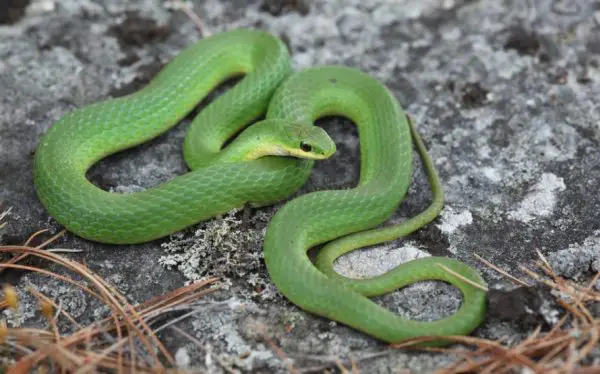 Snakes in New Mexico