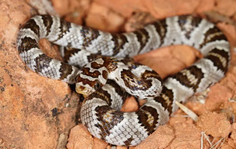 Snakes in Utah