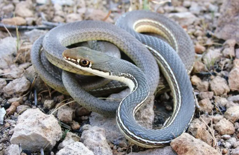 Snakes in New Mexico