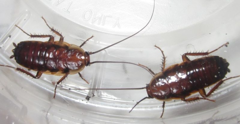 roaches in Florida
