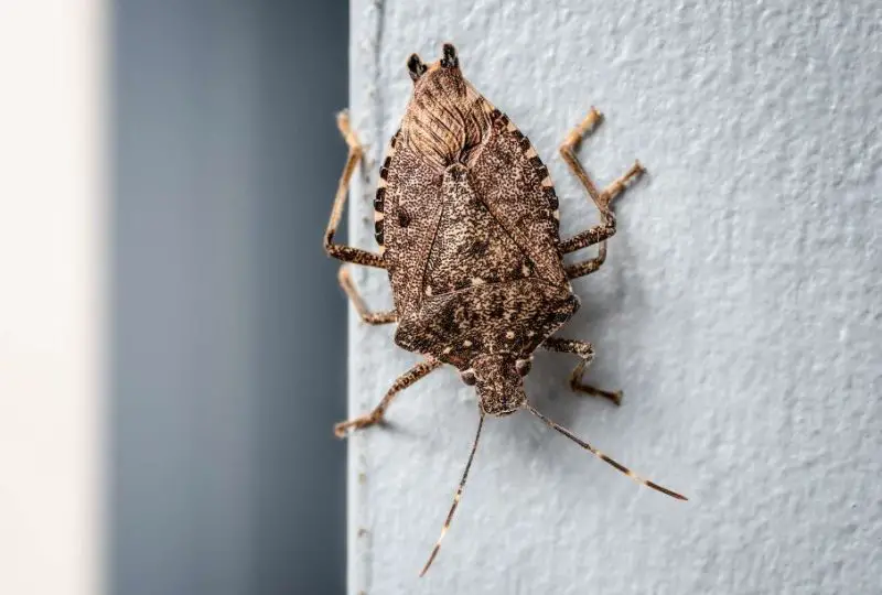 Bugs That Look Like Cockroaches