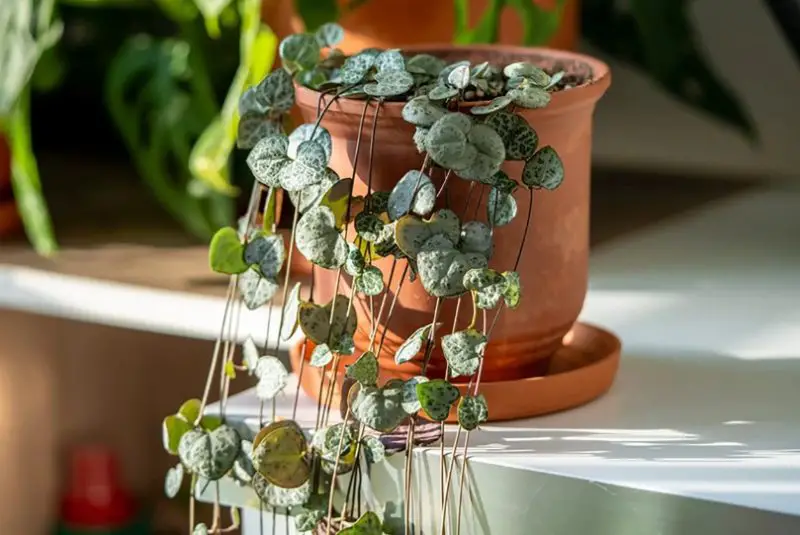 String of Hearts care