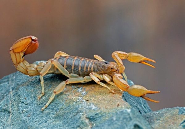 Scorpions in Georgia