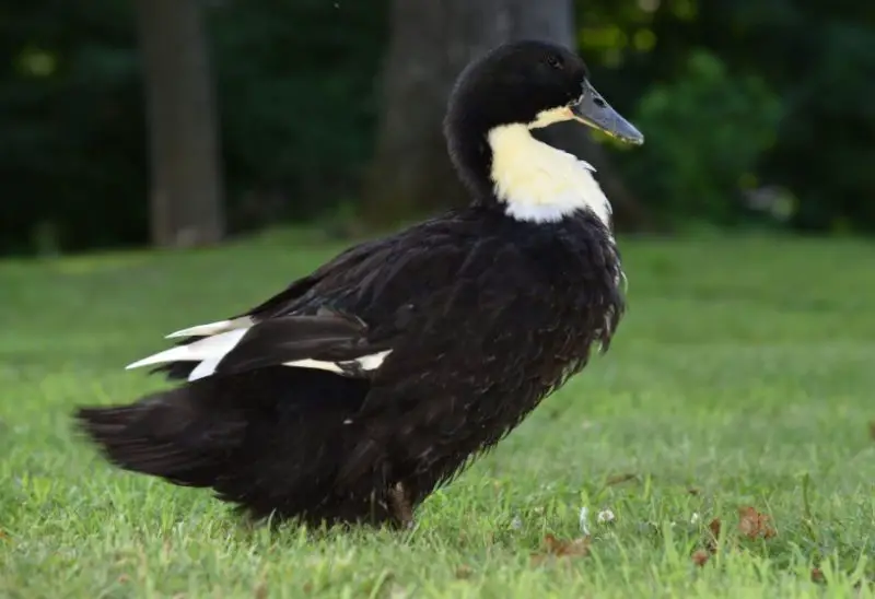 Black and White Duck Breeds
