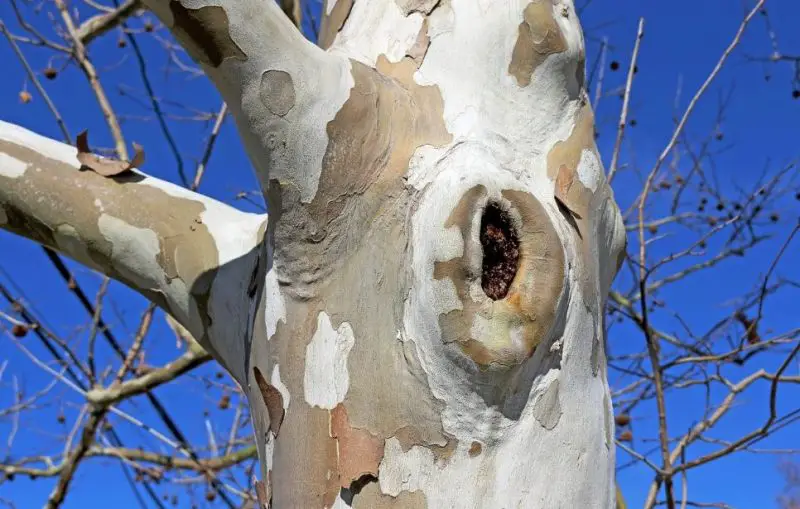 Trees with White Bark