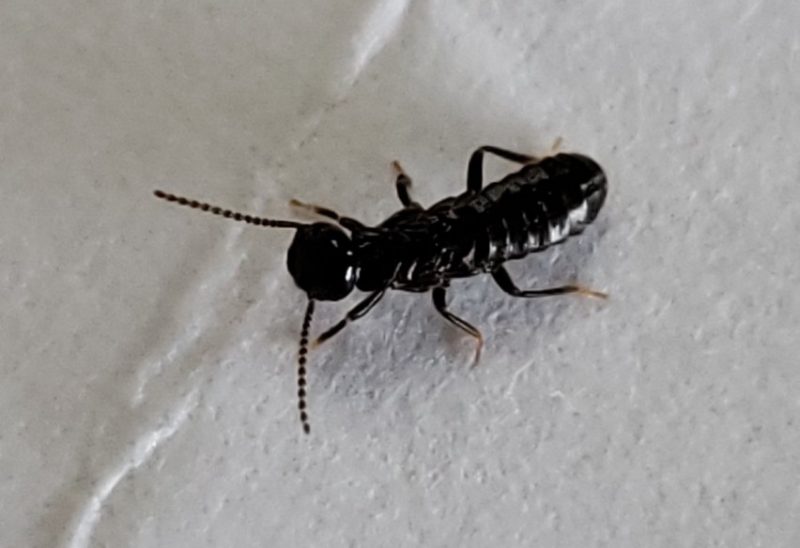 Tiny Black Bugs In House Near Windows