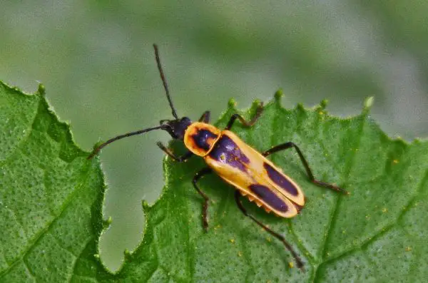 59 Yellow Beetles With Black Spots Pictures And Identification 5205