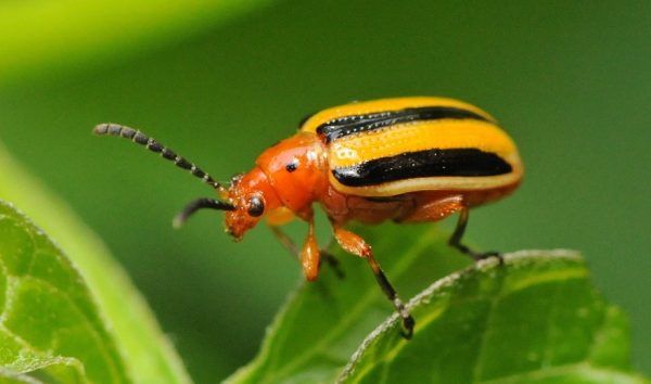 Yellow Beetles with Black Spots