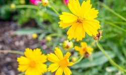 37 Yellow Perennial Flowers with Pictures and Names