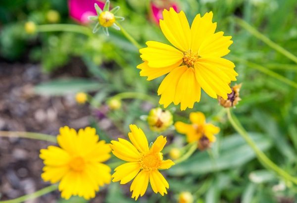 Yellow Perennial Flowers