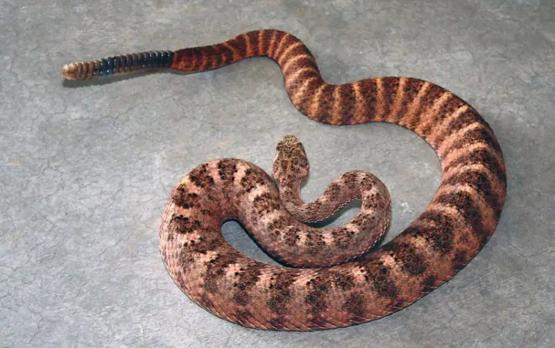 Snakes in Arizona