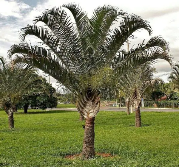 Outdoor Palm Plants