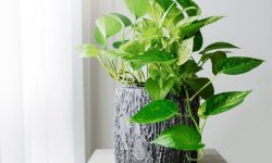 25 Stunning Types of Pothos (Pothos Varieties with Pictures)