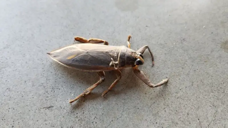 Bugs That Look Like Cockroaches