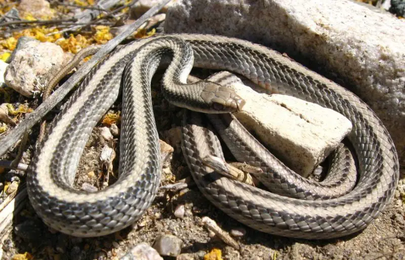 Snakes in Utah