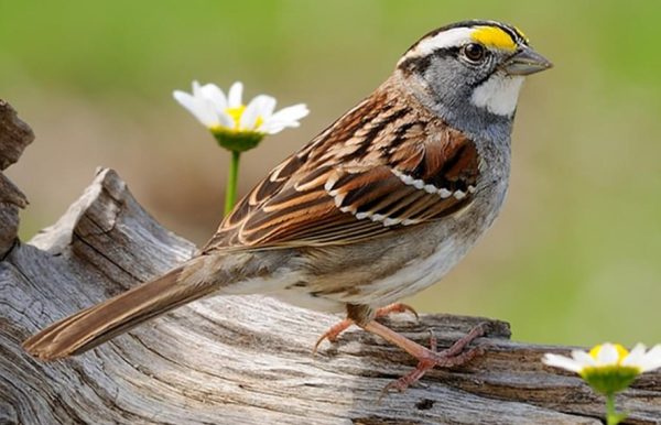 Brown Birds in Florida