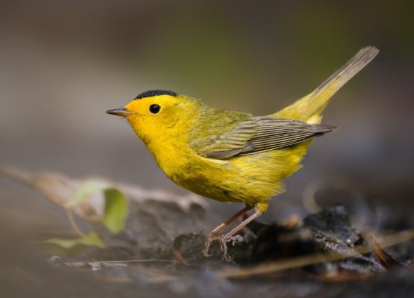 Yellow Birds in Michigan