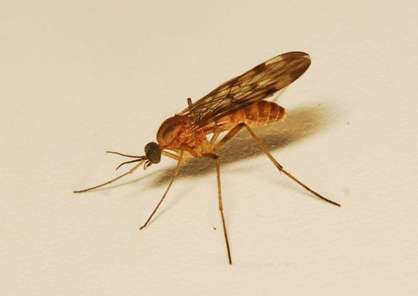 16 Bugs that Look like Mosquitoes (Pictures and Identification)