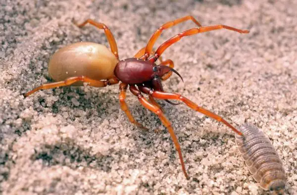 Spiders in New Mexico