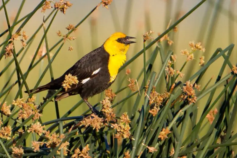 Yellow Birds in Michigan