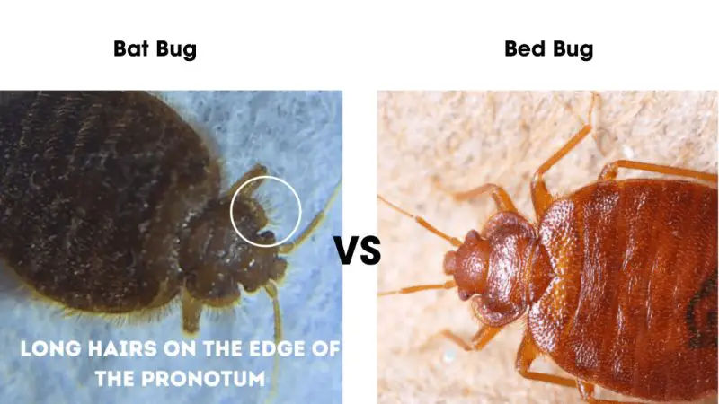 Bugs that Look like Bed Bugs