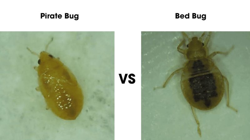 Bugs that Look like Bed Bugs
