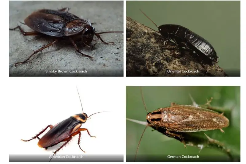 Types of Cockroaches