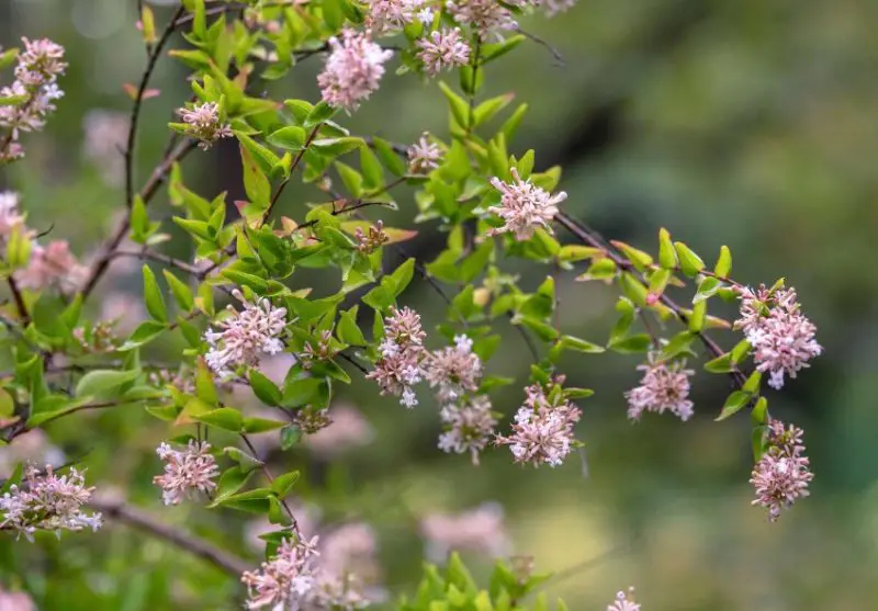 Shrubs for Full Sun