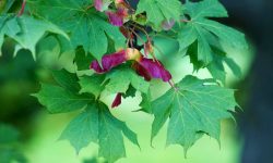 35 Maple Tree Types (Pictures and Leaf Identification)