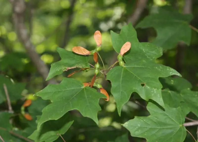 Types of Maple Trees
