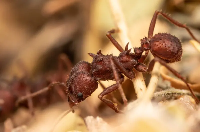 Tiny Red Ants