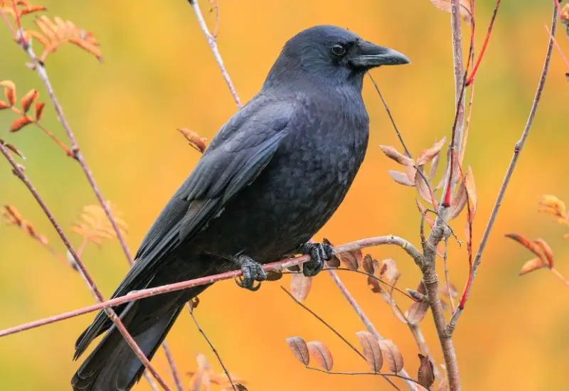 Backyard Birds in Illinois