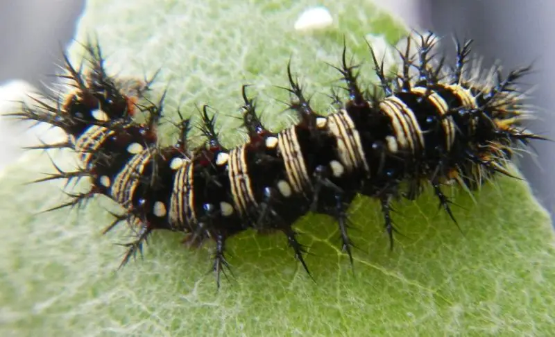 Black Caterpillars in Texas