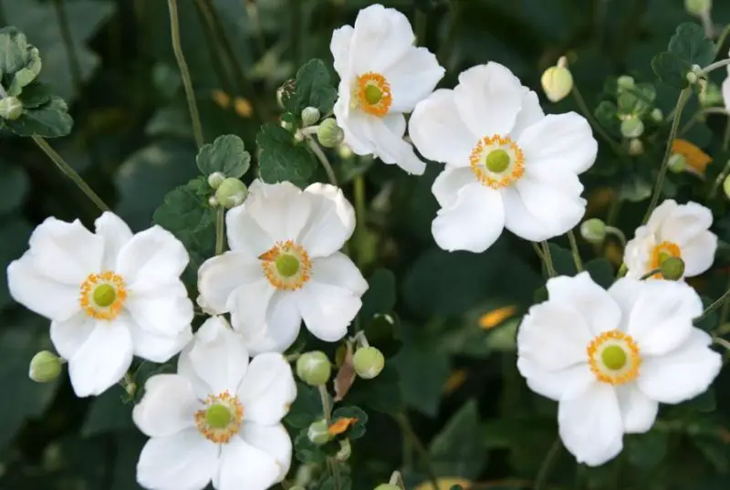 White Flower with Yellow Center