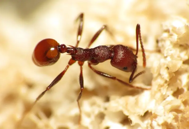 Tiny Red Ants