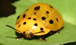 16 Bugs That Look Like Ladybugs (Pictures and Identification)