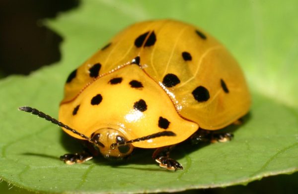 Bugs That Look Like Ladybugs