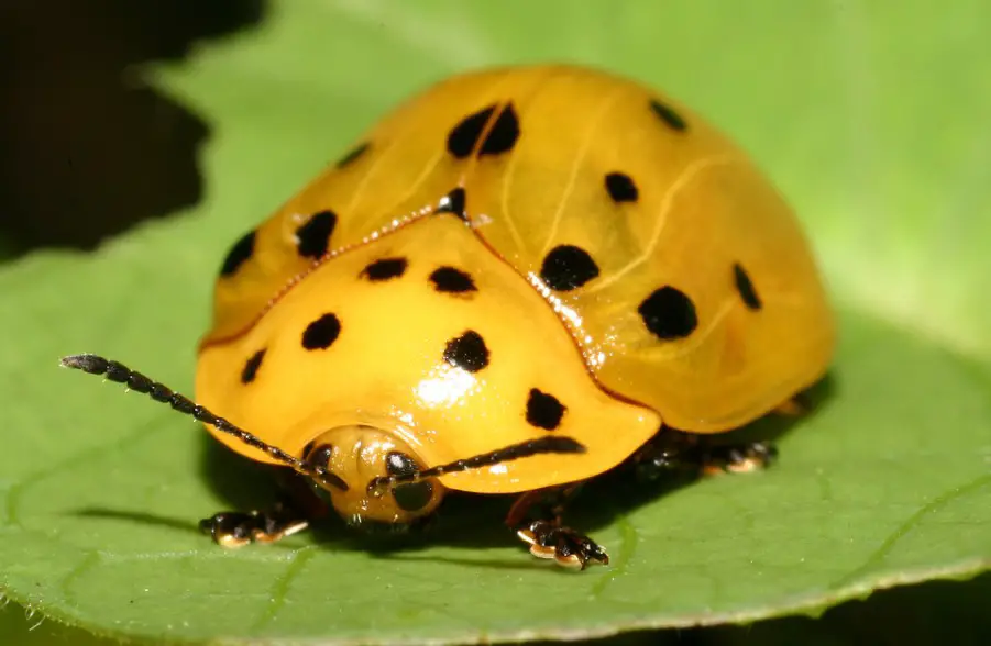 16 Bugs That Look Like Ladybugs (Pictures and Identification)