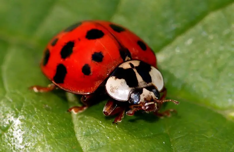 Red and Black Bugs