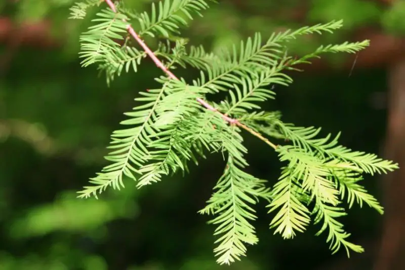 Types of Cypress Trees