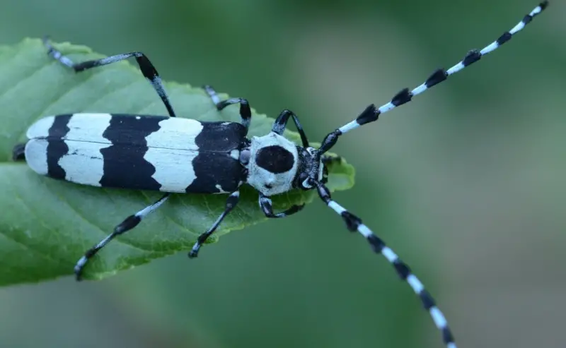 Black and White Bug