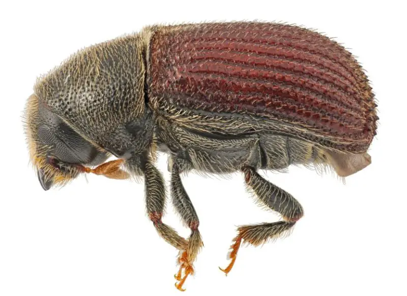 Bugs That Look Like Fleas